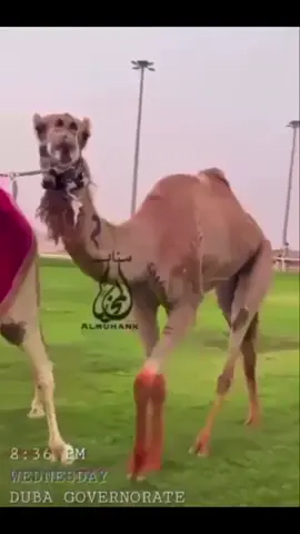 الذاير ❤️ #الشعار_التاريخي 