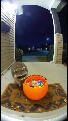 Somebody forgot to teach this raccoon halloween manners #animals #animal #halloween #funnyanimals #raccoon 