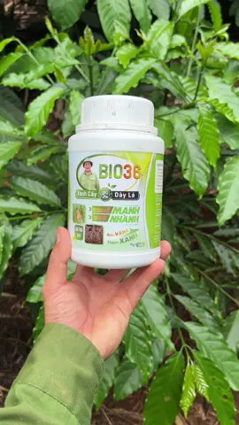 Phân bón kích rễ bio36 xanh cây dày lá bung rễ mạnh đị đọt nhanh dùng cho cây cà phê con mới trông #vattunongnghiep #nongdan #taynguyen #cafe #caphe combo 5 tặng 2