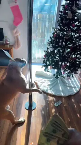 Let’s sway together #funny #funnyvideos #dog #funnydog #dogsoftiktok 