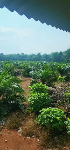 costarica themba menyala!! #petanisawit  #sawitunggul  #sawit  #petanimilenial  #sawitindonesia 