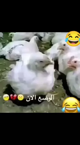 #الشعب_الصيني_ماله_حل😂😂 