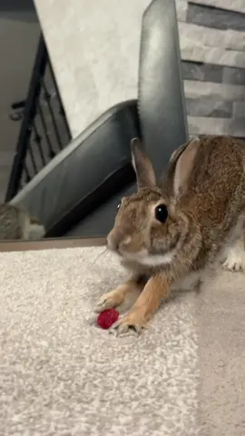 #petlover #watchtillend #cottontail #rabbit #fluffybunny #wildbunny #viralvideo #fyp #foryoupage #trending #bunnies #watch #cuteanimals #florida #fluffybunny #fun #everyone #rabbitsoftiktok #toocute #hophophop #rabbits 