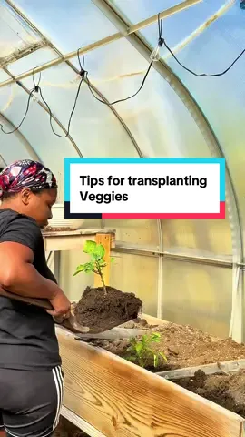 Transplanting is soooo stressful for the plant here is a solid way to make it better!!! Also we’re not using electricity this year for the greenhouse. We’re going to figure out some methods of heating my big climapod #transplanting 