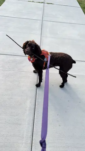 Sheila found a #magicwand 