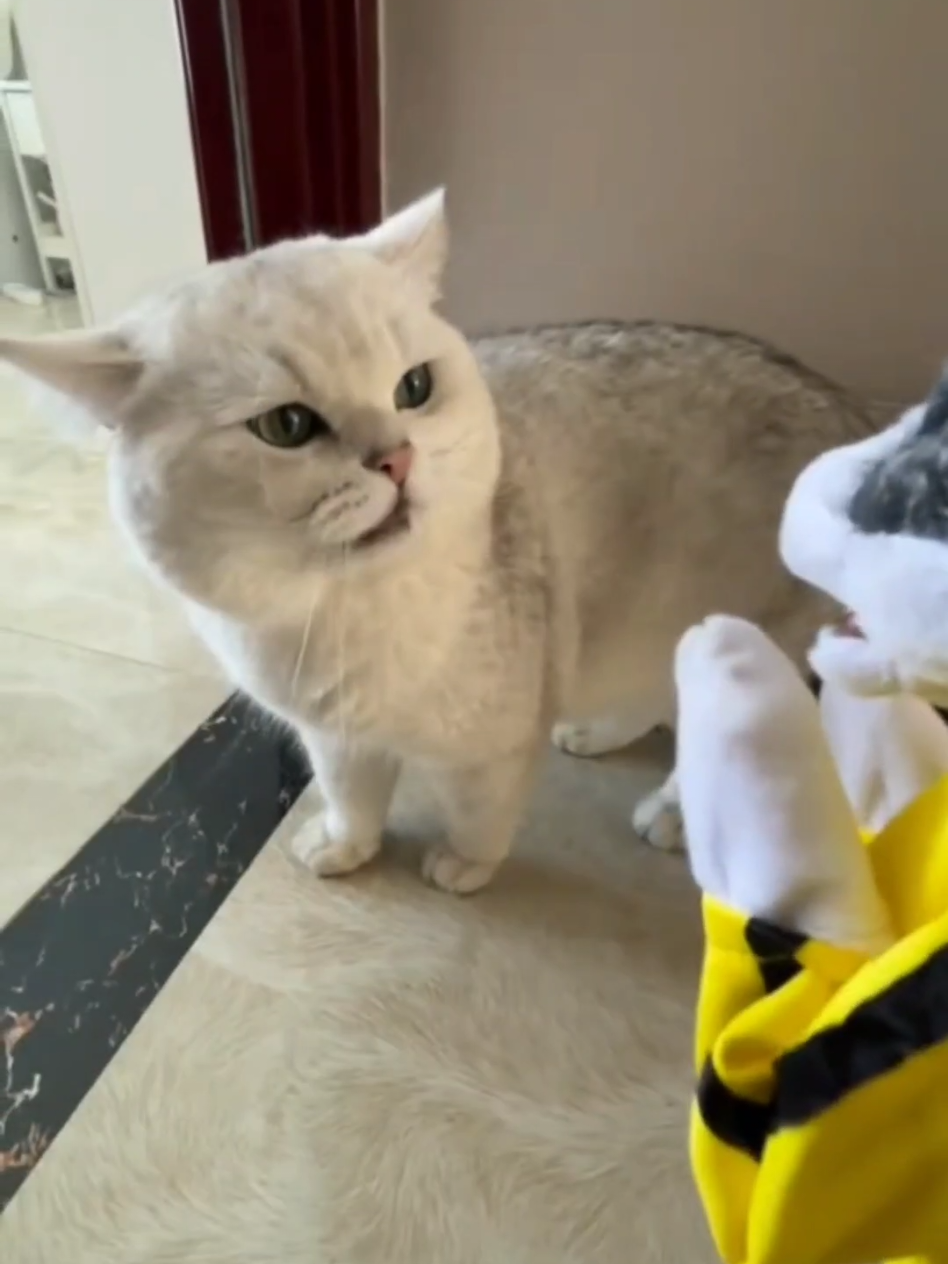 #cat #cute #catvideo #cutecat #funny 