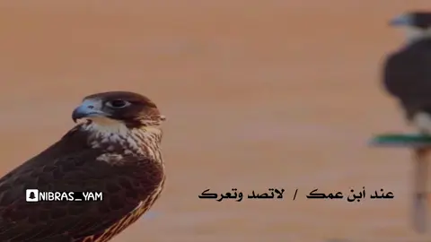 عند أبن عمك / لاتصد وتعرك أنطح عشانه منهزمك وكسيرك .. لن عاد بقعاء بتحداك وتطرك وبتبور فيك وللمناكب تديرك .. وأخيك لا تجفاه .. لو زاد مرك  خله بعينك للمعالي سفيرك .. وأن دق خشمك محزمك لا تحرك  عذ من إبليسك والغضب لا يثيرك ————— #نبراس_يام #محمد_بن_سعيدان_المري  #جزل_القصيد #نجران #يام