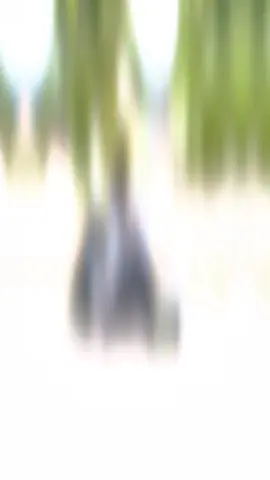 #beatkarbu #berandatiktok #matic110up #orchiss💫 #foryoupage 