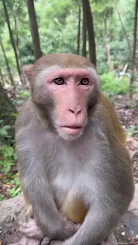 🤣🤣🤣🤣🤣 #funnymonkey #wig #handsomemonkey #funny 