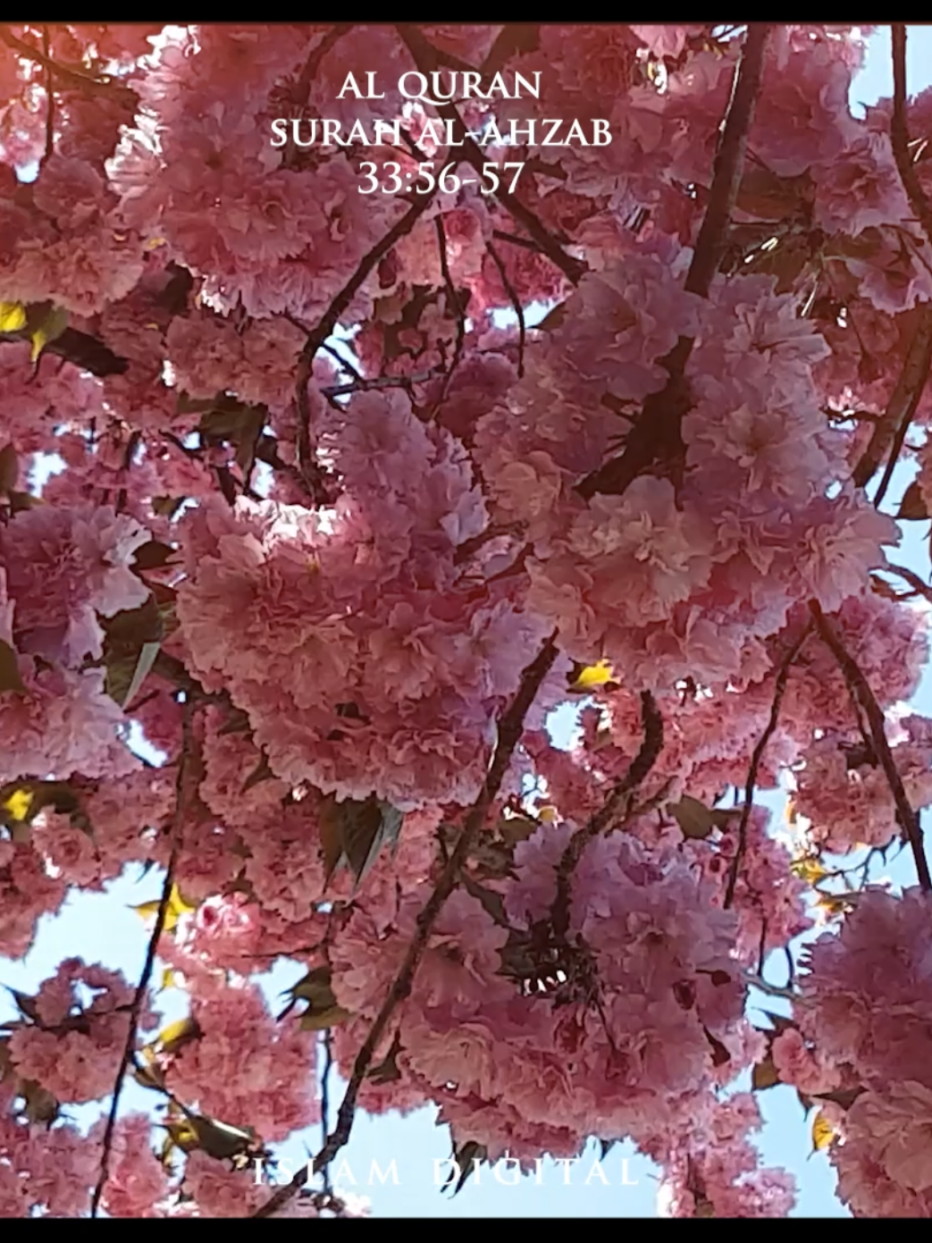 Surely, Allah and His angels send blessings to the Prophet. Surah Al-Ahzab 33:56-57 #alquran #quran #quranrecitation #quranverse #surah #surahalahzab #allah #tiktok #foryoupage #fyp 