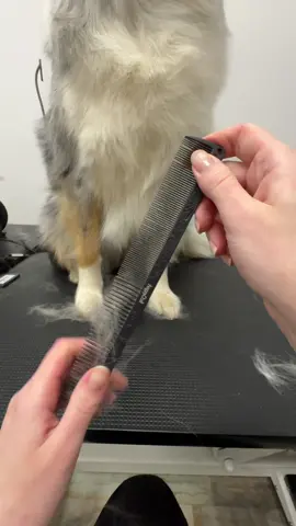 Как вычесать собаку и кошку гребнем? #кот #кошка #коты #кошки #котики 