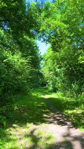 From summer to autumn #nostalgia #naturetok #nostalgiacore #childhoodmemories #dreamcore 