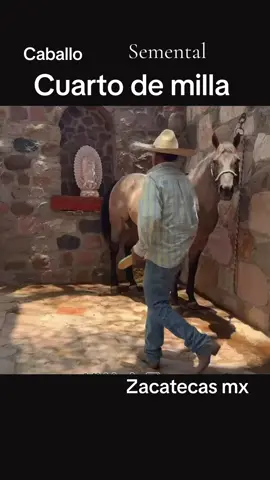Semental cuarto de milla, Zacatecas mx #parati #viraltiktok #caballos #mexico #entretenimiento 