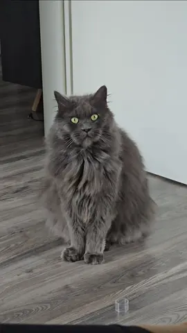 apollo ist unfassbar enttäuscht  #katzen #katzenbürste #katze #lustigekatzen 