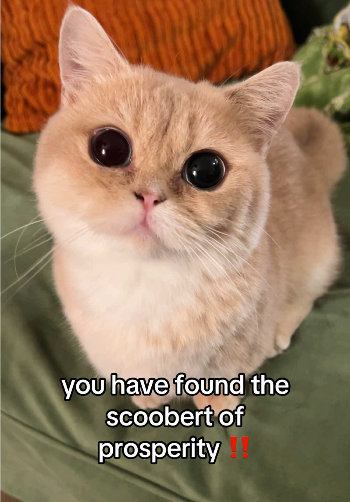 congratulations!!!! #fypppppppppppppppppppppppppppppp #doobscoobgoob #catsoftiktok 
