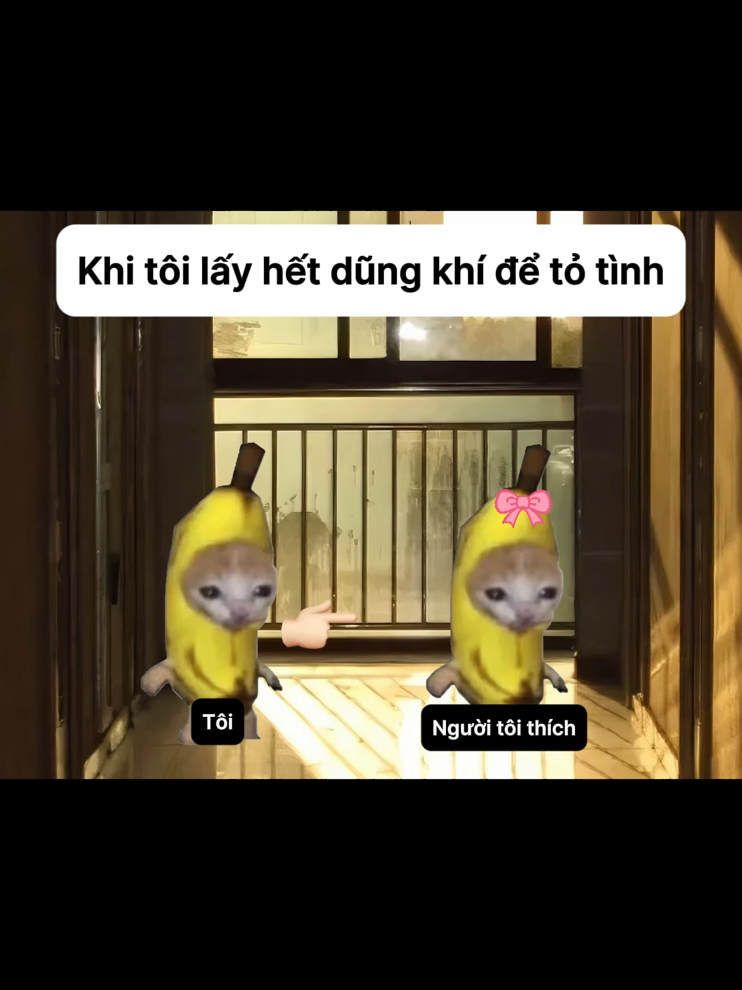 Khi tôi lấy hết dũng khí để tỏ tình #meme #catmemes #pets #cat