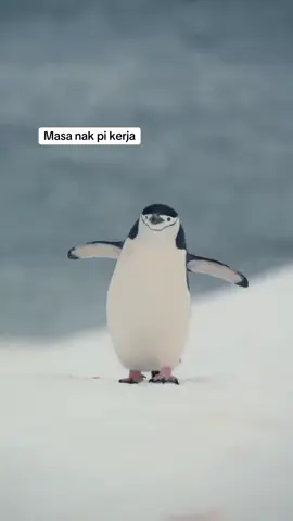 Sapa mcm ni mengaku cepat 🫢
