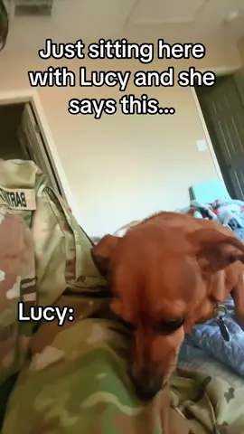 #fyp #thepaisan #basictraining #dogs #chiweenie 