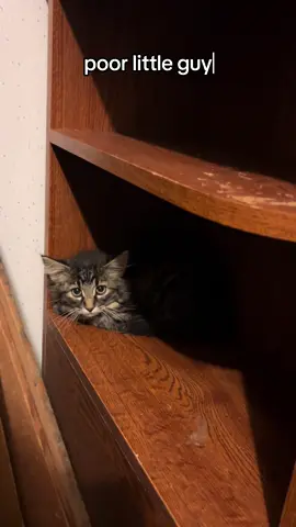 #cats #feralcats #kittens #farmrescue #tabbycats   These poor thing are terrified 