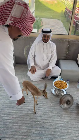 #اكسبلور #حايل #حايلندا #المطبّح 