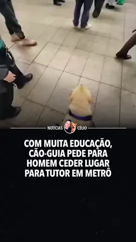 Um verdadeiro exemplo de como os cães-guia transformam vidas e ensinam sobre respeito e inclusão! #fypage #fyp #cachorrosdotiktok #animaisnotiktok 