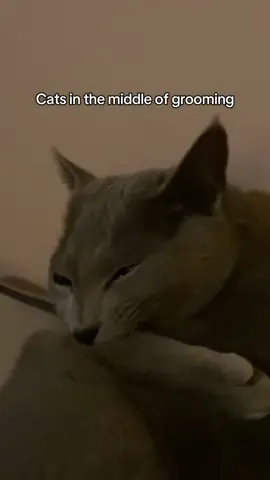 He had to itch the itch #catsoftiktok #russianblue 