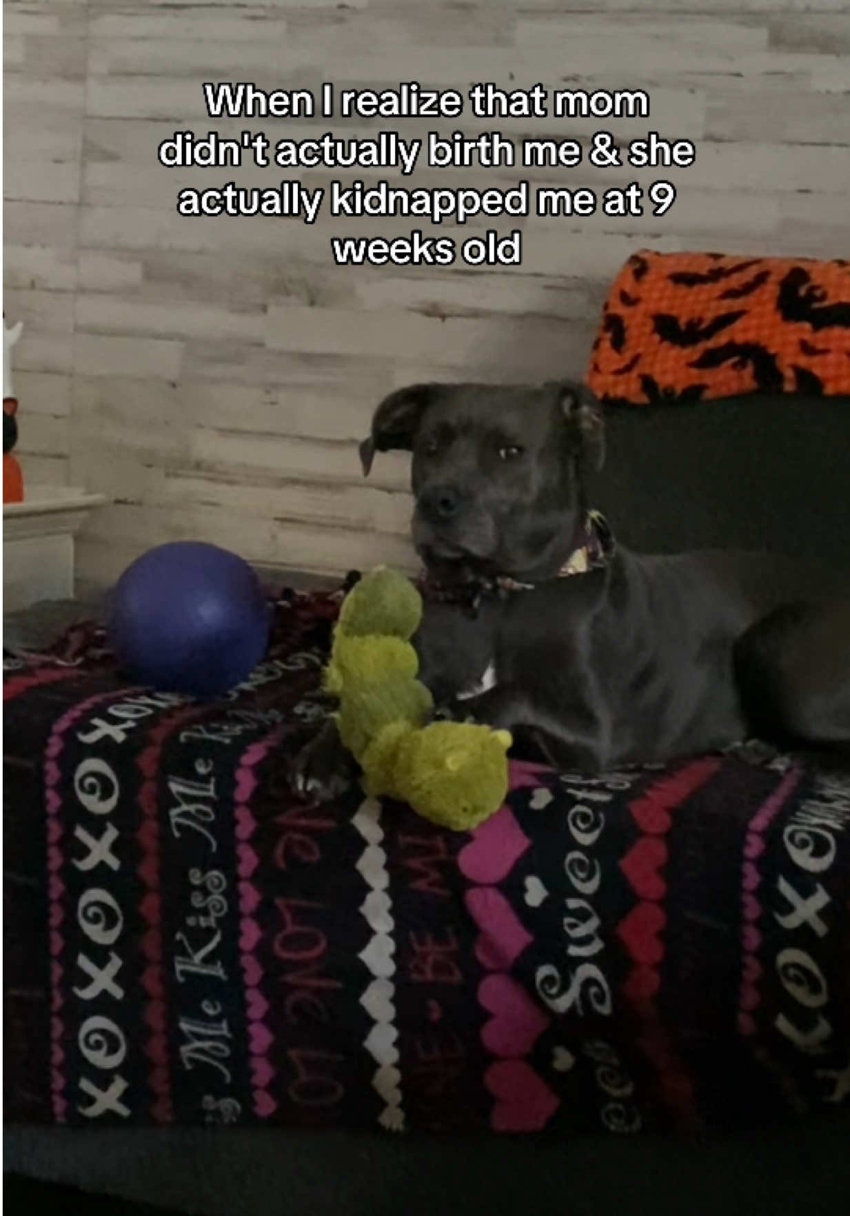 🧐 #dogsoftiktok #dogs #funnydogs #doglover #doglife 