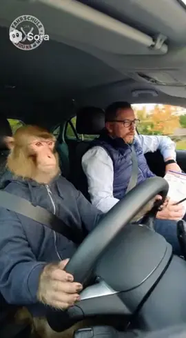 Lisa bei ihrer ersten Fahrstunde 🚘 #fyp #lustig #Fahrschule 