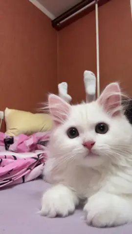 Кошка — млекопитающее семейства кошачьих отряда хищных. Некоторые особенности:  Размеры и масса могут быть разными: от 35 см и 1 кг (пятнисто-рыжая кошка) до 3,8 м и 300 кг (амурский тигр).  Конечности пальцеходящие, передние — пятипалые, задние — четырёхпалые.  У всех видов, кроме гепарда и суматранской кошки, когти втяжные.  Окраска от сероватой до рыжевато-бурой, как правило, с полосами, пятнами, крапинами или розетками.  Домашние Домашняя кошка — одно из наиболее популярных «животных-компаньонов». Одни исследователи рассматривают её как подвид дикой кошки, другие — как отдельный биологический вид. Некоторые породы домашних кошек:  длинношёрстные (персидская кошка); лишённые шерсти (сфинксы).   Дикие Кошка — общее название некоторых видов хищных млекопитающих рода Кошки (лат. Felis) и некоторых других родов семейства кошачьих. Например:  Лесная кошка — похожа на домашнюю кошку, но лапы длиннее, голова больше, более плоская, относительно короткий хвост, заканчивающийся закруглённым кончиком. Барханная кошка — шерсть от светло-песчаного до серо-коричневого цвета, немного более тёмная на спине и бледная на животе, с редкими полосками на лапах.   #кот #кошка 