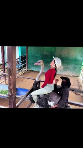 Pha này nhanh quá chúng tôi không lường trước được. #cuoidadieu #vuonthubaton #dalatwonderland #ostrichriding 