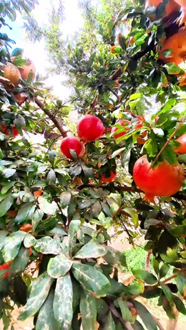 غارقون في نِعمك يا الله فلك الحمدُ حتى ترضى❤️🍃 #مناظر_طبيعيه #رمان #مناظر_طبيعيه_رائعة #اللهم_صل_على_نبينا_محمد  #اكسبلورexplore #اكسبلور #فيدوهات #تيك_توك 