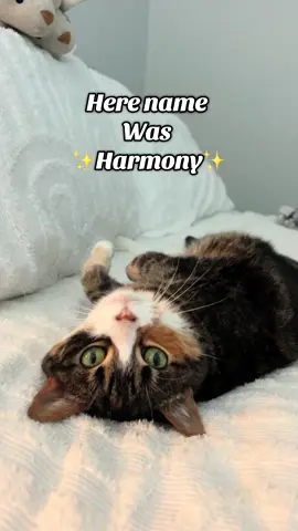 The life of a showcat is just so hard 💰