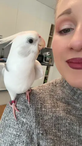 Edek, my cockatiel, singing Don’t Worry Be Happy right on my shoulder- personal therapist with feathers 🎶🐦💛 #cockatiel #edek #singingbird #funnybird #goodvibes