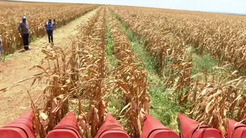 Galana Kulalu food security project maize harvesting 