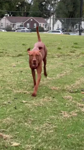 I just know that feels SO GOOD #vizslas #dogsoftiktok #vizslasoftiktok #puppy #dog 
