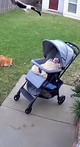 Cat safe baby 💓🍼 🫀#foryou #foryoupage #foryoupage #catsoftiktok #foryoupage #catsoftiktok #catsoftiktok #foryoupage #foryoupage #foryoupage #foryoupage #foryoupage #catsoftiktok 