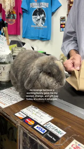 this bunny was CLOCKED IN #bunny #bunnies #rabbitsoftiktok #cuteanimals 