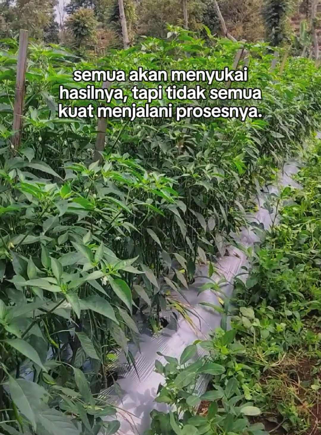 selera pedas🌶🔥@PERTANIAN @sarkandy #petaniindonesia🇮🇩🇮🇩🇮🇩🌿🌿 #petaniindonesia🇮🇩🇮🇩🇮🇩 #fyp #fyp 