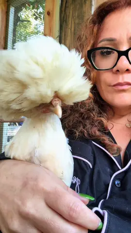 Baddie chicken vibes 🖤🐔 #postfromanyangle #goodmorning #polishchicken #backyardchickens #fyp 
