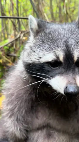 Man sind wir viel gelaufen 😅🦝🐾🐾❤️Scippie hat schön durchgehalten 💪Jetzt gibt es erst mal eine schöne chillige Pause im wunderschönen Herbstwald 🍁🍂🥮#autumn #forest #animal #fyp #tiktokviral 