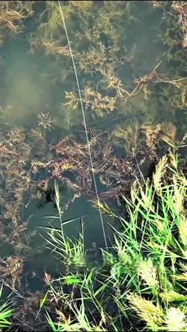 #fishing #lure #sanhang #cauca 