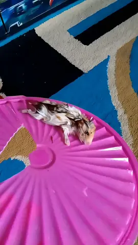 oh nooo joniii😭 #hamster #lewatberandafyp #xyzbca #fyp 