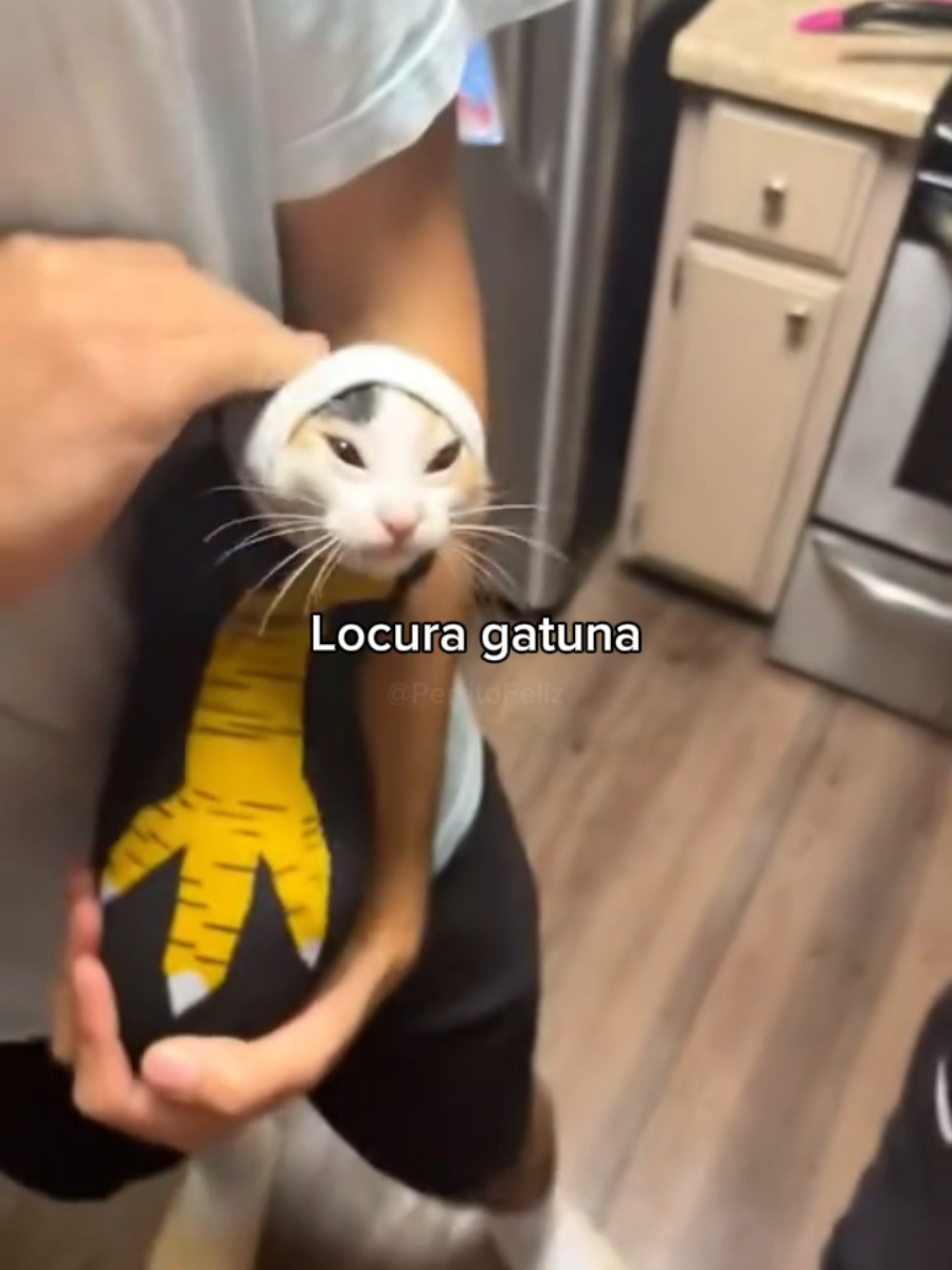 La recompensa es gigante🐱 #parati #foryou #cats #health #funny 
