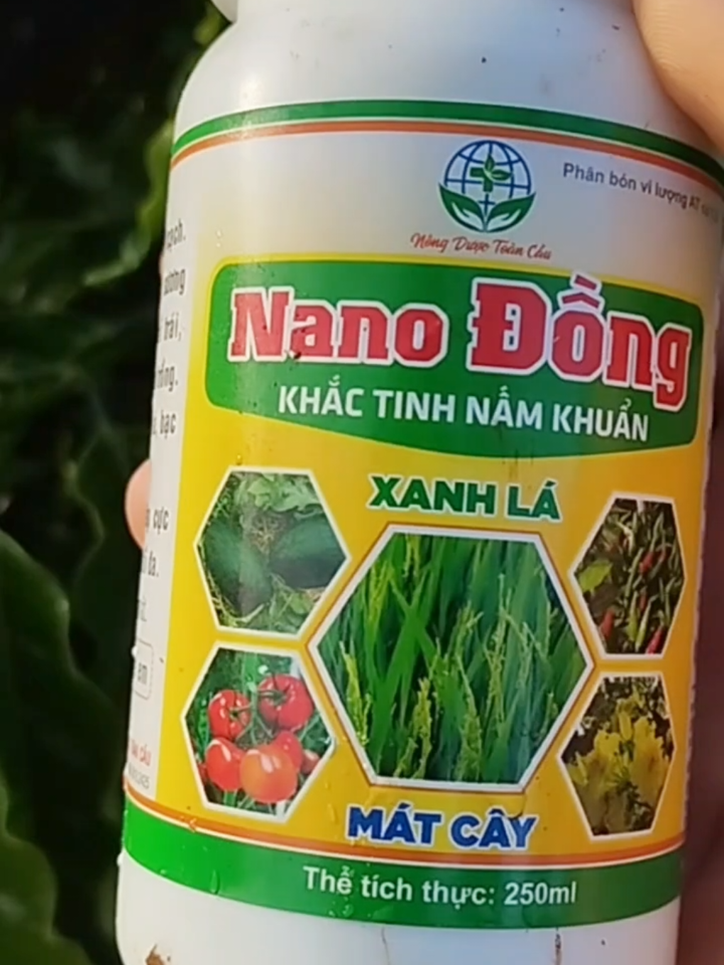 Phòng và trị nấm bệnh trên lá cà phê cũng như mọi loại cây trồng #tuyeneban2 #phongnam #chamsoccay #caycaphe #nanodong 