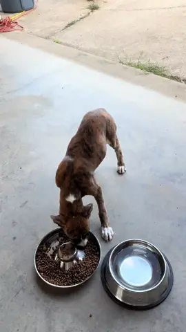 🐅 BREAKING NEWS FROM THE GRIT FACTOR! 🐾💥 So look… we know tigers are illegal to own. Or you have to have a special license or something. There’s a thing. There’s a rule. And here at The Grit Factor… we just don’t like rules. 😜 (That’s a joke, y’all. We follow rules. Mostly. 😅🐾) But we’ve decided somebody out there deserves to own their very own tiger. So today—we made that dream come true. 🧡🙌 Meet our newest striped sweetheart 🐯—a 15-week-old, 18-pound brindle-mix pup who’s got more sass, stripes, and sparkle than a jungle cat on espresso. ☕🐅✨ Now, don’t worry—she’s not going to grow into one of those big safari tigers. Nope. We think she’s more of a designer mini tiger—you know, like a mini horse 🐴 or a mini donkey 🫏. We don’t see her getting much over 30-ish pounds… unless you like to feed your tigers a lot. 🍗😂 In that case, she’ll just be little and thick. 💪🐯❤️ ✅ Three sets of vaccines 💉 ✅ NexGard onboard 🪳 ✅ Dewormed multiple times 🧼 ✅ Working on her Pediatric Spay next week 🏥💗 She’s officially up for grabs through The Grit Factor, and we’d love for one of our partner rescues to tag this little tiger 🐅 and give her a “tiger pen” of her very own until she finds her forever home. 🏡🐾 So if you’ve always wanted a tiger but couldn’t quite swing the legalities— this is your shot right here. 😉✨ 📩 Rescues, message us to tag her! 🏠 Adopters, keep your paws crossed—she might be ready soon! 🐾🤞 🌐 thegritfactor.org 🌐 #TigerPup #DesignerMiniTiger #RescueLife #tiger #rescue