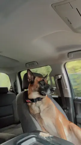 Rip knows he is HOT MESS yall…. I swear he’s not a “normal “ dog 😭🫶 🤣🧐👀 #ripthemalinois #ChristyNRip #eastoncorbin #america 