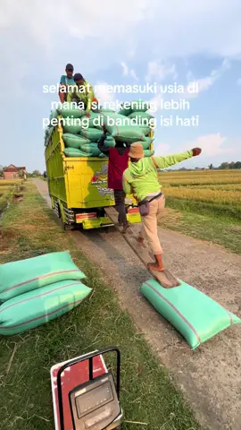 🌾#bledukbanget #padidarat🌾 #gabahbalap🌾 #fypシ゚ #padi #fyp #lewatberanda #berasbalap #masukberanda 