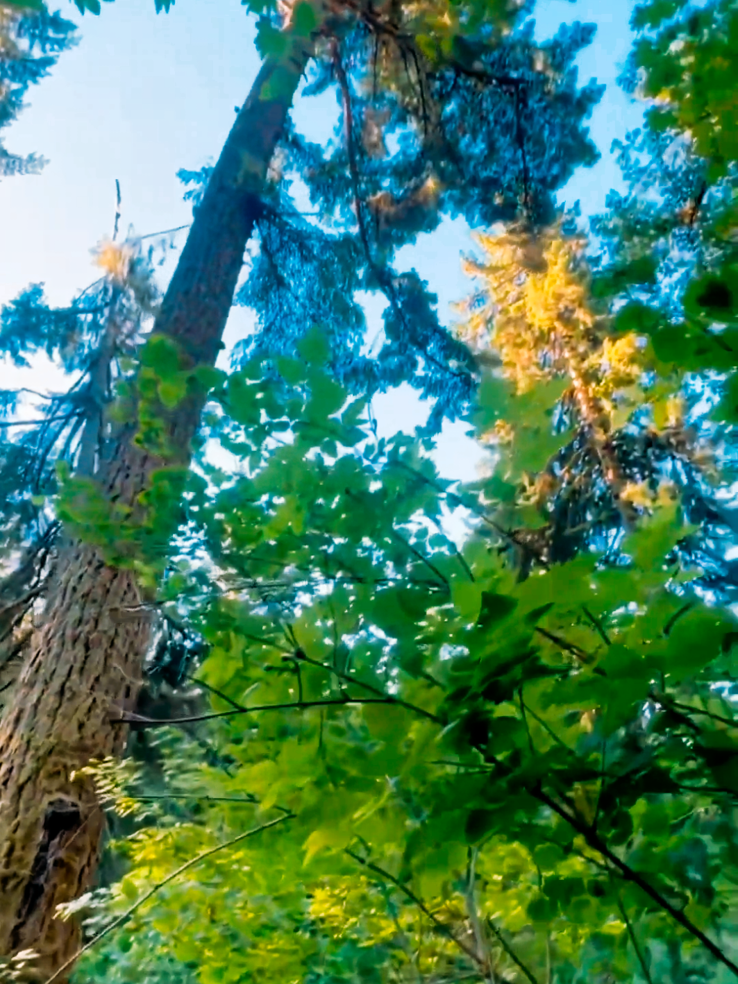 #langcorona #giant #asmr #tree #fentysuperbrandday 🔥
