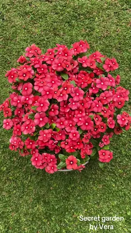 Beautiful vinca flower . #vinca #vincaflower #flowers #gardenflowers #fyppppppppppppppppppppppp 