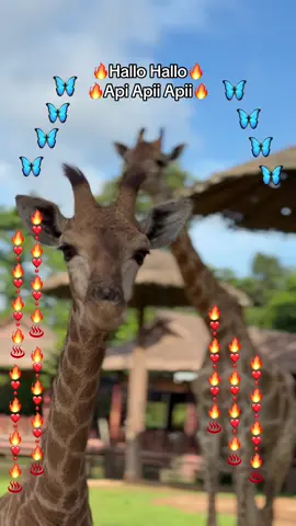 Hallo Api🔥♨️❣️🦋#VinWonders #GreenCreator #dulich #vinpearlsafariphuquoc #chuoi 